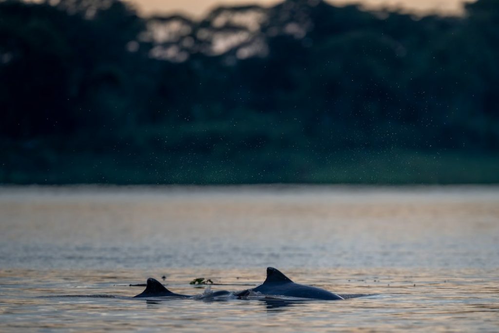 Delfín de río en la Amazonía peruana