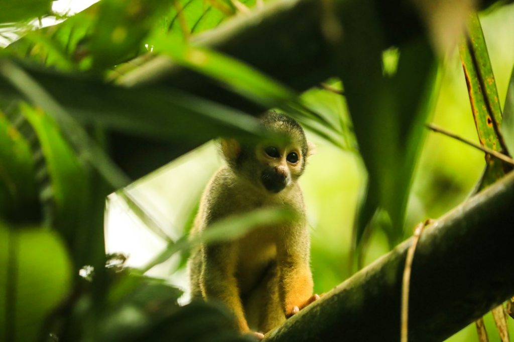 Fauna de la Amazonía peruana durante una experiencia en Iquitos
